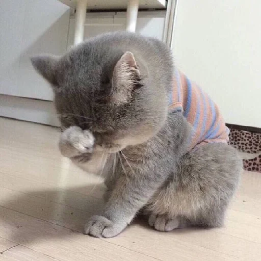 млекопитающее животное кошка