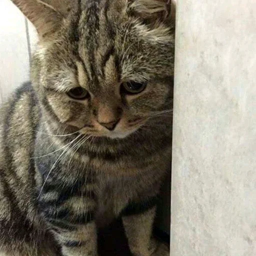 животное млекопитающее кошка