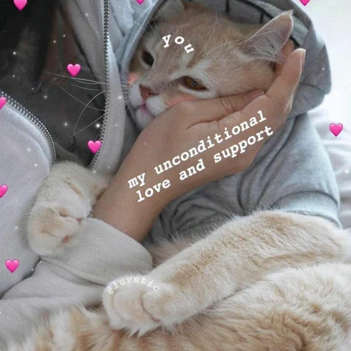 кошачьи Человек кошки малого и среднего размера