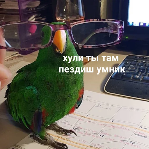 text bird computer