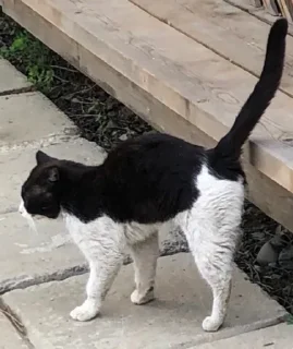 Sticker немцы 2 - 1