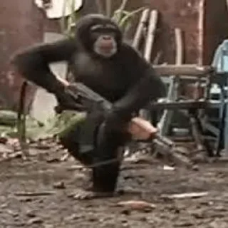 simian ground outdoor