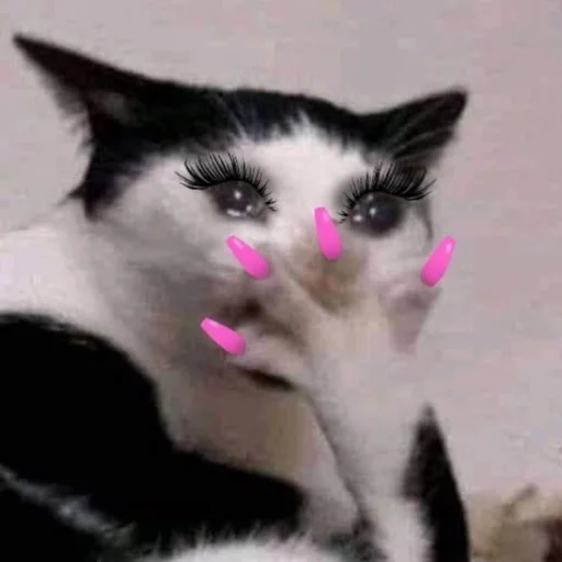 домашняя кошка кошка млекопитающее