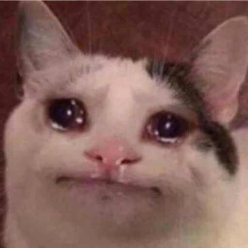 животное млекопитающее кошка