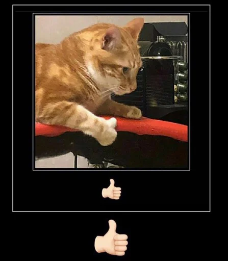 кошки малого и среднего размера животное кошачьи