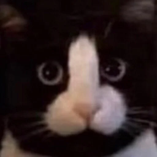 млекопитающее животное кошки малого и среднего размера