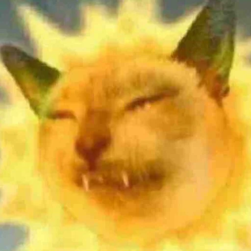 млекопитающее животное домашняя кошка