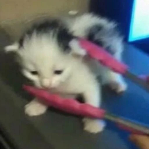 комнатный котёнок кошки малого и среднего размера