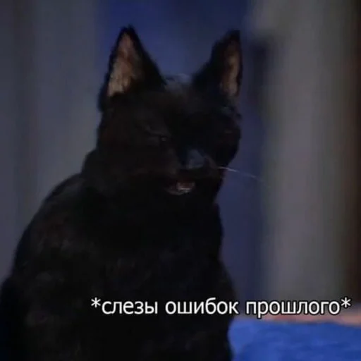 животное млекопитающее кошка