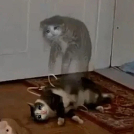 комнатный животное млекопитающее