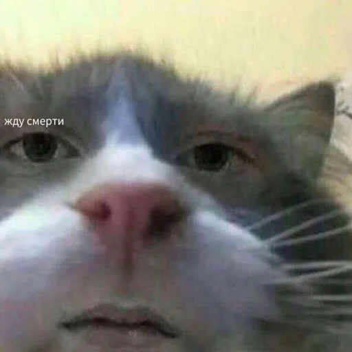 млекопитающее животное кошка