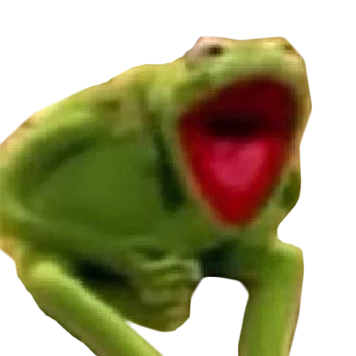 frog amphibian true frog