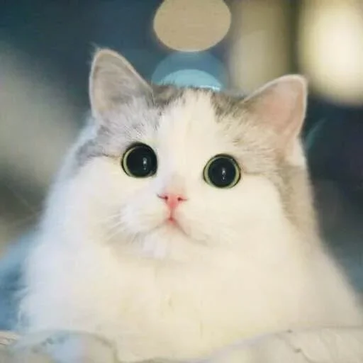 животное кошка млекопитающее