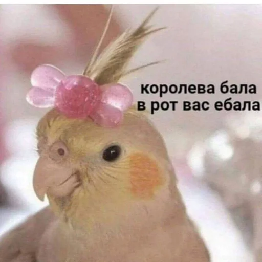 птица животное попугай