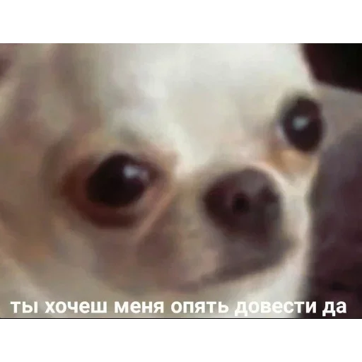 животное млекопитающее домашнее животное