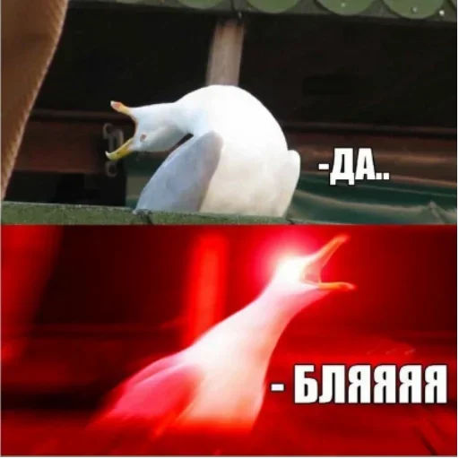 животное птица чайка