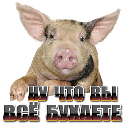 mammal animal swine