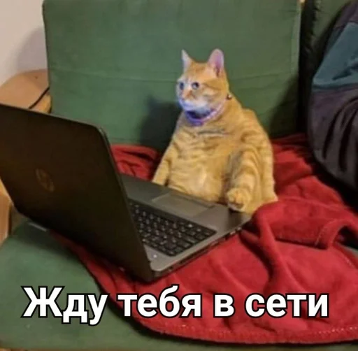 ноутбук животное комнатный