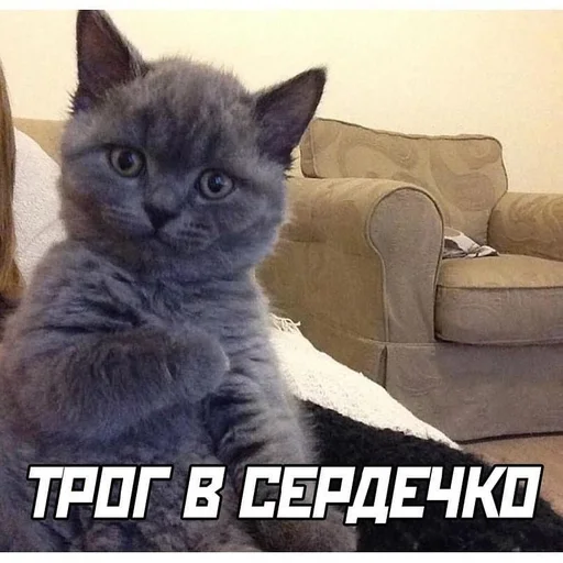 mammal domestic cat animal