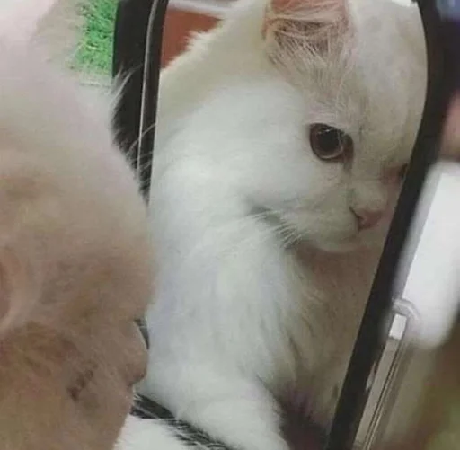 mammal animal small to medium-sized cats