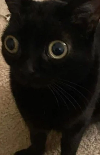 animal mammal domestic cat