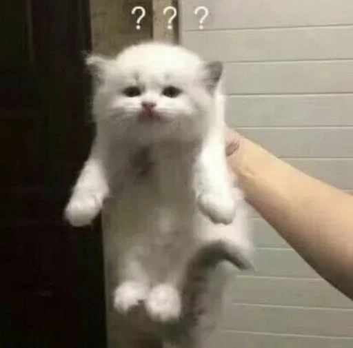 млекопитающее кошка животное