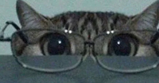 животное кошка млекопитающее