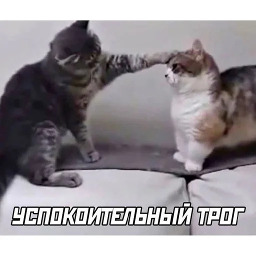 СМС млекопитающее животное