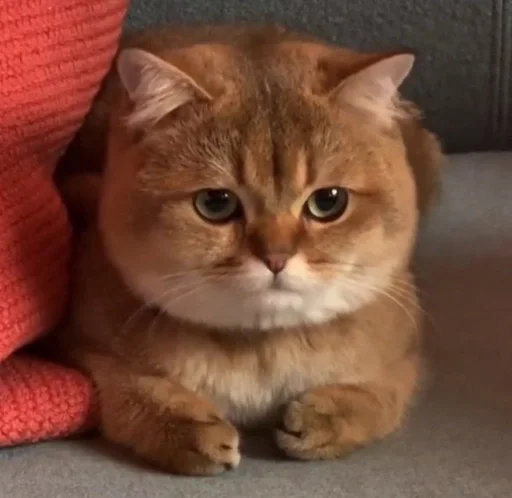 животное кошка млекопитающее