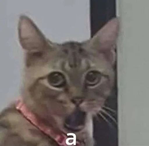 животное млекопитающее кошка