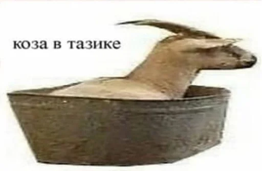 коза мелкий скот млекопитающее