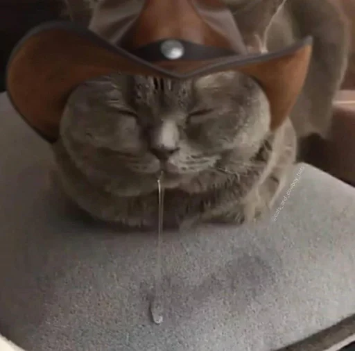 кошки малого и среднего размера кошка кошачьи