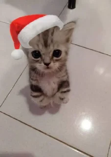 Sticker NEWYEAR_CATS @MoiStikiBot - 8