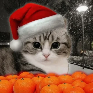 Sticker NEWYEAR_CATS @MoiStikiBot - 5