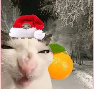 Sticker NEWYEAR_CATS @MoiStikiBot - 7