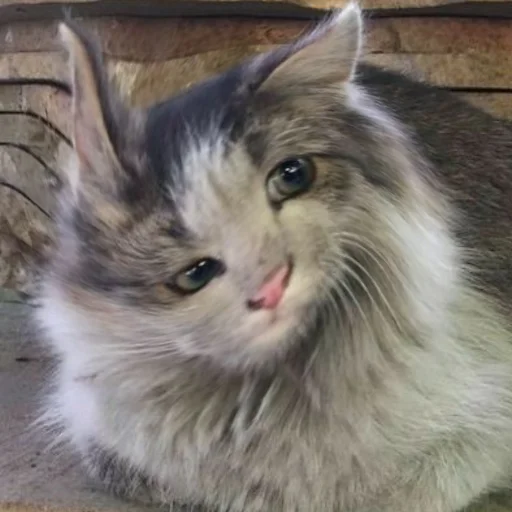 Стикер Заводской Незарплатный Гречневый - 9