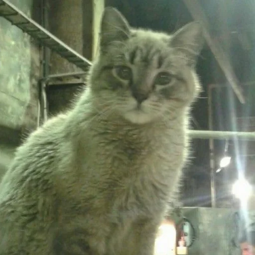 Стикер Заводской Незарплатный Гречневый - 6