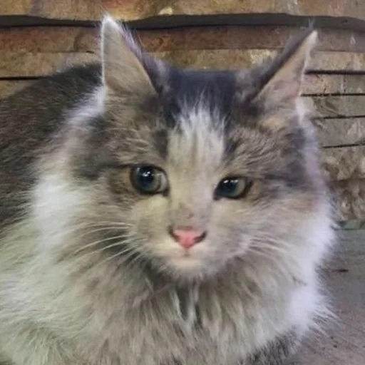 Стикер Заводской Незарплатный Гречневый - 4