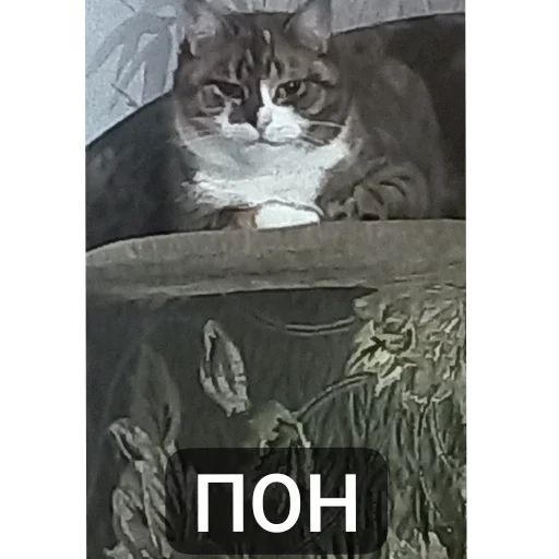 Незнаю - 