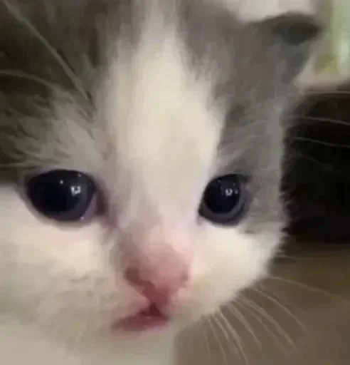 котики:3 :: @fStikBot - 