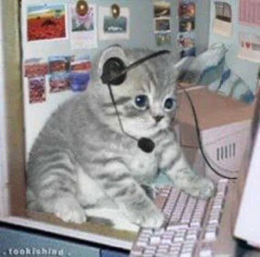 Стикер котики:3 :: @fStikBot - 10