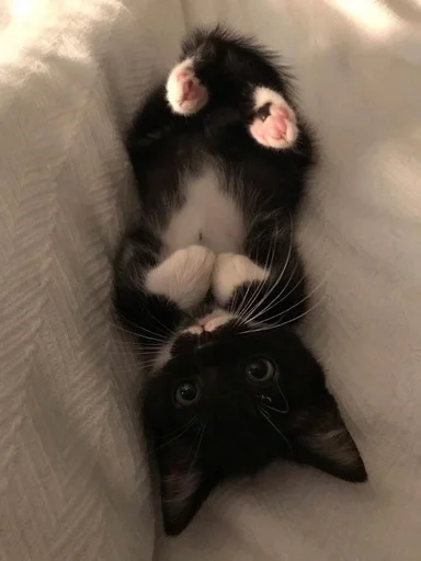 Стикер котики:3 :: @fStikBot - 9