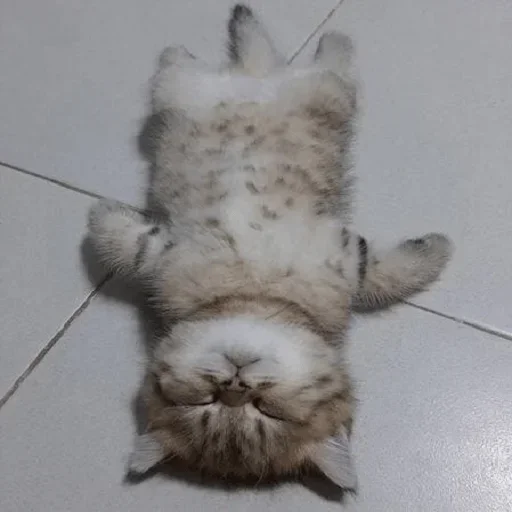 Стикер котики:3 :: @fStikBot - 8