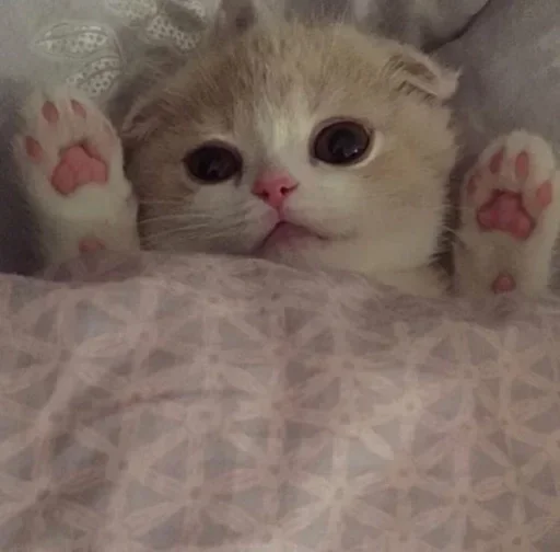 Стикер котики:3 :: @fStikBot - 7