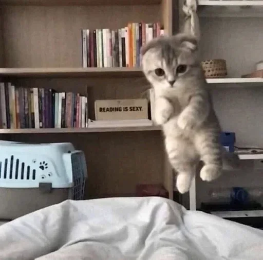 Стикер котики:3 :: @fStikBot - 6