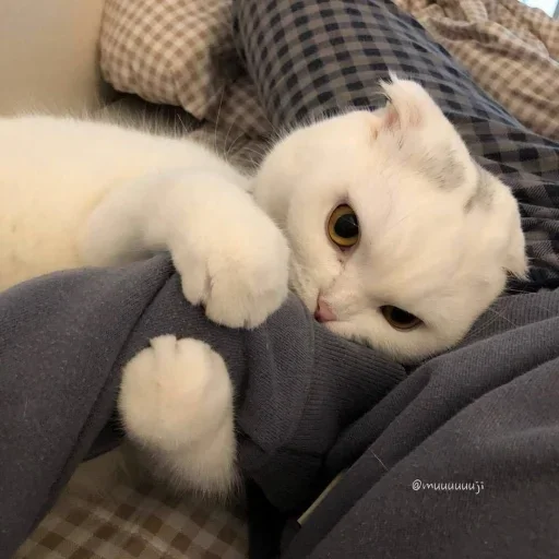 Стикер котики:3 :: @fStikBot - 0