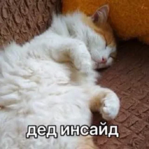 Sticker Nichë by @fStikBot - 10