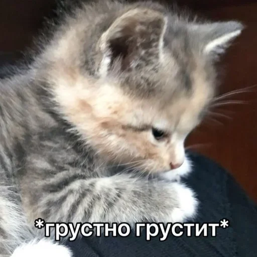 Sticker Nichë by @fStikBot - 8