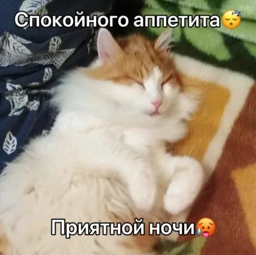 Sticker Nichë by @fStikBot - 7