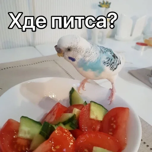 Sticker Nichë by @fStikBot - 5